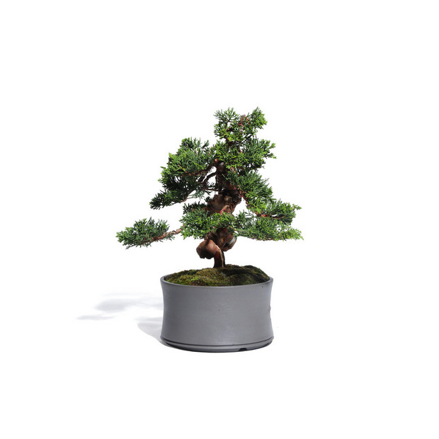 真柏　-Japanese Juniper-　（推定樹齢30年）-M0014- 詳細画像